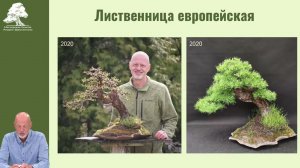 Истории бонсай. Часть третья