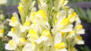 Какие цветы нужно сеять на рассаду в январе.  Львиный зев