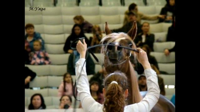 13_ Эквитана2014 (ЭСХ Дрим оф Глори - Эдит Пиаф) смотреть онлайн