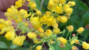 Вечнозеленая магония падуболистная