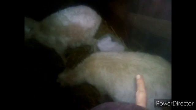 Милатке стала лучше / Поросята, птица / Прошу совета у вас смотреть онлайн