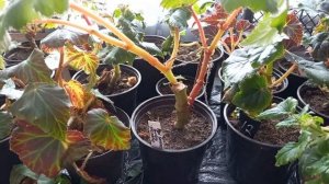 Обрезка бегоний в зимнее время. Готовим растения к новому сезону.