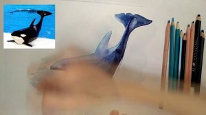 Как нарисовать КОСАТКУ | Рисуем косатку акварелью и цветными карандашами #рисуемкосатку #касатка