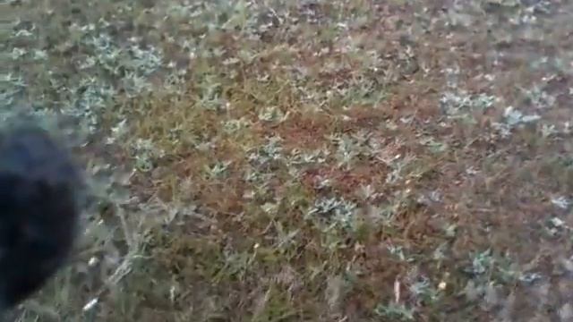 Погоня за сокровищами. Поиск монет на стадионе у сельского кладбища.