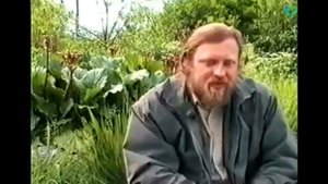 Лечебный чигирский (монгольский) чай. Бадан. Листья для лечения язвы, эрозии, кожи, женские болезни