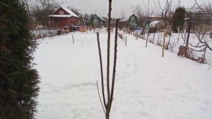 Как правильно формировать крону на карликовых и колоновидных деревьях. Груша, слива, яблоня. ИМХО.