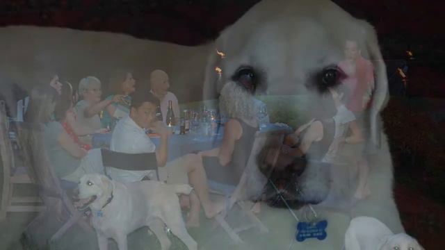 Sweet Simba January 15, 2002-October 12 2015 смотреть онлайн