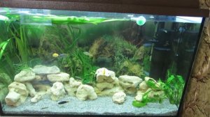 Аквариум с цихлидами.