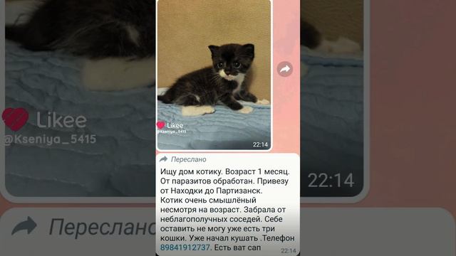 котёнок ищет дом.кто хочет приобрести пишите мне в комментариях