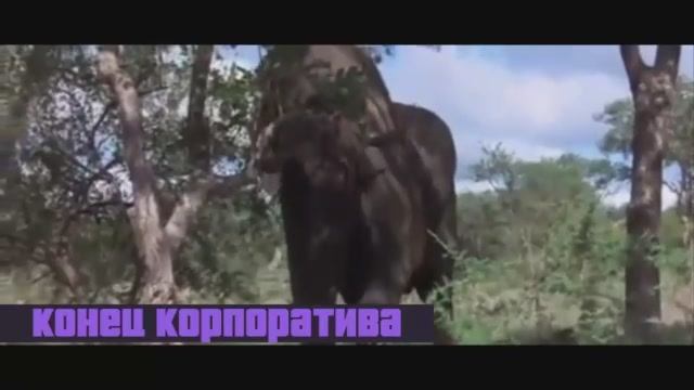 КОНЕЦ КОРПОРАТИВА песня