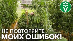 ВОТ ЧТО ОБЯЗАТЕЛЬНО НУЖНО СДЕЛАТЬ В НОВОЙ ТЕПЛИЦЕ! Эти 3 досадные ошибки уменьшат ваш урожай