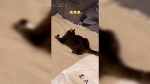 😹Очень смешные коты/Смешные коты 2023 года/ Приколы с котами🐈