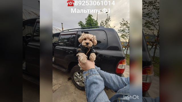 Maltipoo F1, Микки Рурк🔥 ☎️89253061014 #maltipoopuppy #maltipoo #щенкимальтипу #мальтипу #poodle смотреть онлайн
