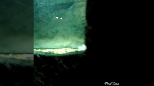 VLOG#3://Геленджик, Сафари-парк!//:3 смотреть онлайн