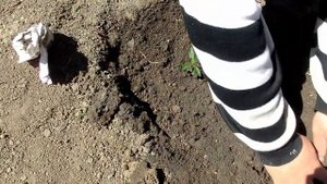 Пепино. Посадка рассады в открытый грунт.