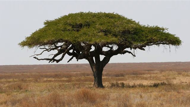 acacia The New English Dictionary смотреть онлайн