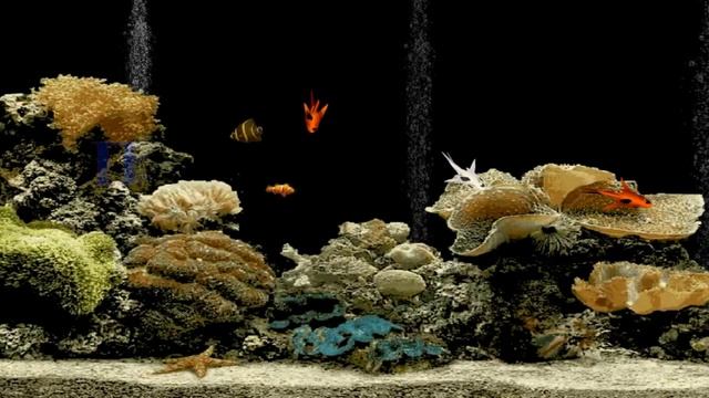 Канал аквариумные рыбки смотреть онлайн