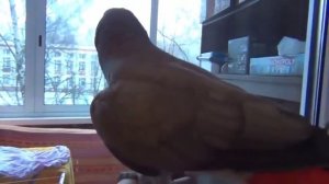 Попугай жако смешно поет и говорит! Прикол, юмор, смешно  Эти смешные животные