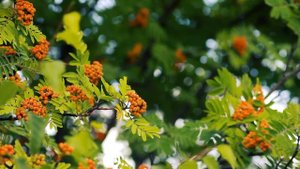 Футаж — Ягода Рябина летом в лесу. Футажи (footage) красивая природа [FullHD]