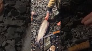 Свежий чир, потрошения к засолке.