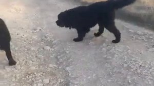 Ньюфаундленды.Собачий роман. Любовь Двух Ньюфов. Newfoundland. Два Водолаза, лучше одного.