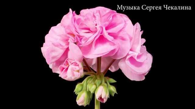 Расслабляющая музыка для души! С видео красивых цветов, снятие стресса!музыка Сергея Чекалина