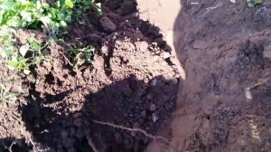 Как пересадить куст винограда осенью.