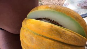 Дыня сорт «Калмычка»