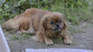 Summer. (test video) Nikon D5100 Kit 18-55mm