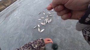 Ловля синца и густеры на Дону зимой.