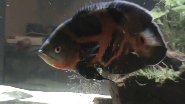Astronotus ocellatus (Oskar Fish) with fry смотреть онлайн