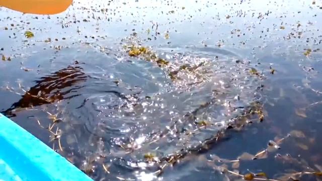 Прогулка на каяке в Киеве смотреть онлайн