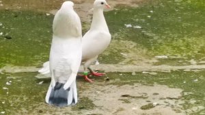 Сальмонеллёзные голуби от СОДЫ?ГОЛУБИ ЕЛЕ ДВИГАЮТСЯ для диванных комментаторов