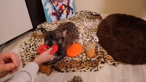 ВСЁ что нужно знать ПРО ИГРУШКИ для Французского бульдога