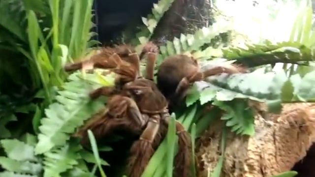 Theraphosa blondi auf der Jagd. смотреть онлайн