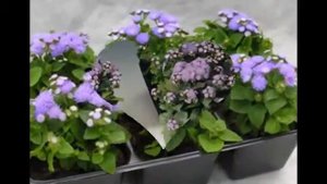Любимые цветы и растения-Агератум мексиканский