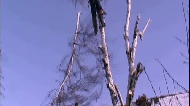 Спил деревьев по частям, Арбористами!
