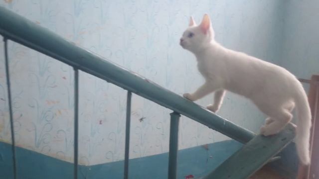 обсолютно белый голубоглазый кот тупишка :)))