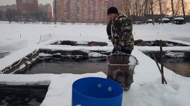 24.01.22 КРХ БЕЛАЯ ДАЧА Ежедневны запуск форели 83 кг.! смотреть онлайн
