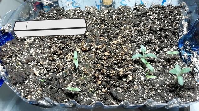 помидоры за минуту десят суток, с 05 января по 15 января 2021 года. как прорастает семя помидора смотреть онлайн