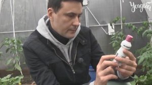 ВСЕ О ВЫРАЩИВАНИИ ОГУРЦОВ от А до Я в теплице и в открытом грунте