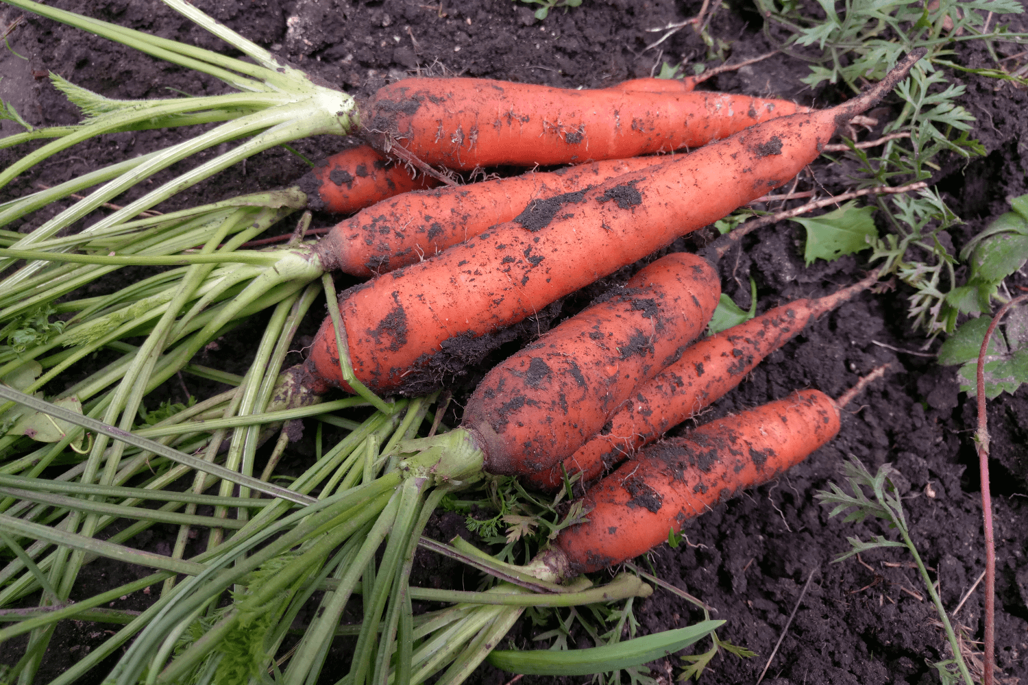Морковь. Весенний посев семенами. От всходов до урожая