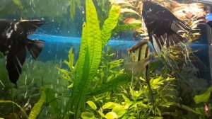 Самец Скалярии не может определится с самкой.