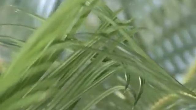 Життя серед квітів Цикас смотреть онлайн