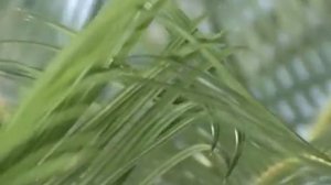 Життя серед квітів Цикас