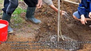 Яблоня Алеся