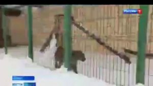 Про экопарк "Биосфера" на "Россия1".. #животные #биосфера #калуга