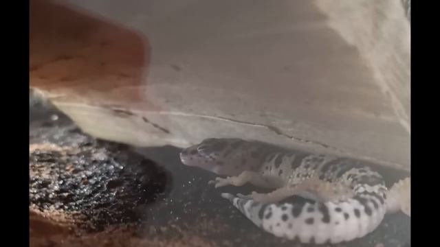 Новые животные дома #рептилия #геккон #кот #эублефар смотреть онлайн