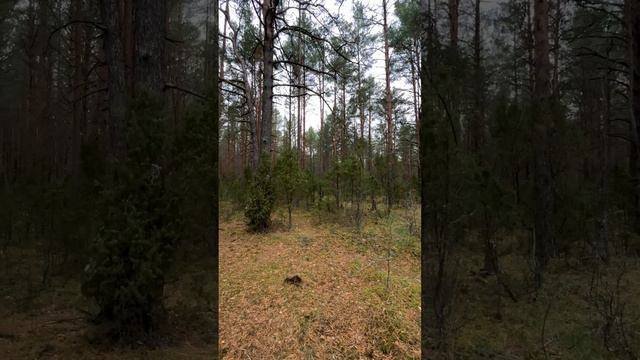 Леший Кикимора Атака маскировочный костюм смотреть онлайн