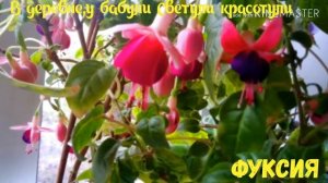 Мои комнатные цветы.Фуксия.Красивоцветущие комнатные цветы.
